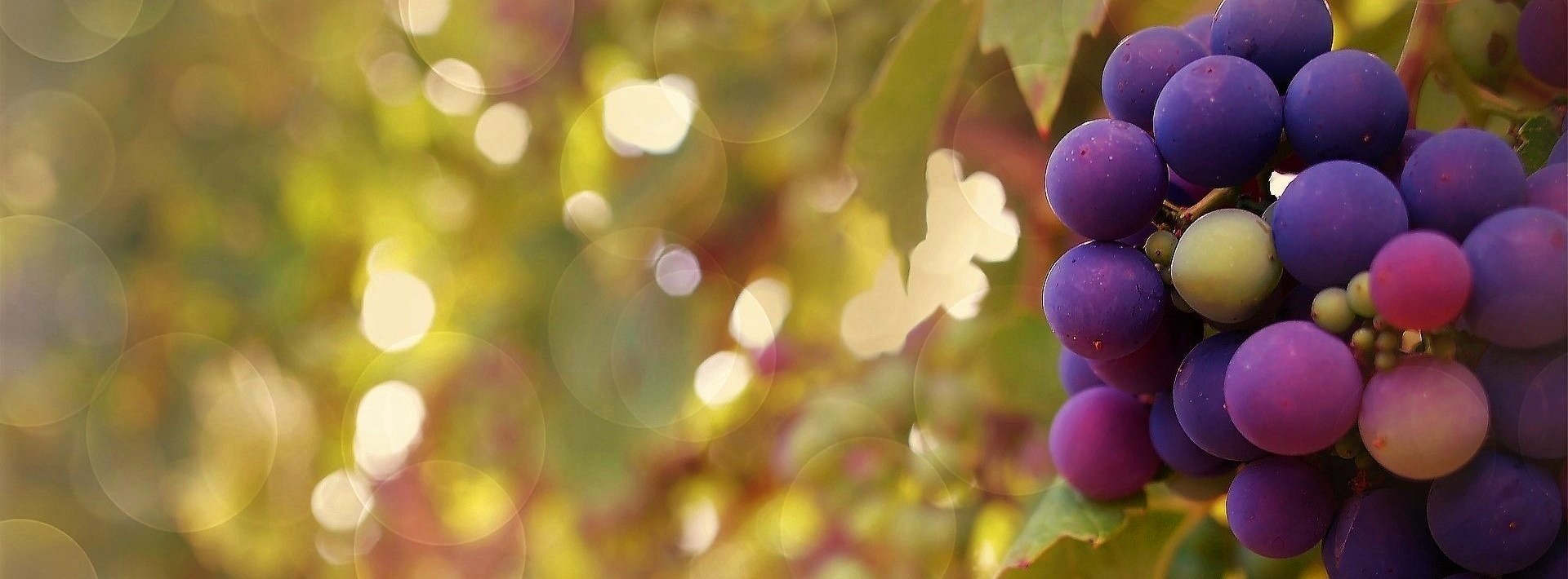 Olio e vino